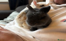Mini Lop rabbits for sale: Pure Bred Mini Lop babies - Advert 36