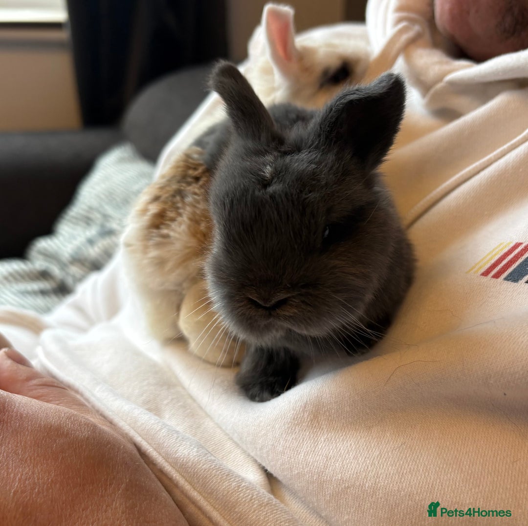 Mini Lop rabbits for sale: Pure Bred Mini Lop babies - Advert 36