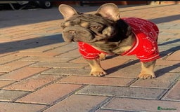 French Bulldog dogs for sale: Luxury full fluffy French bulldog  - Image 10