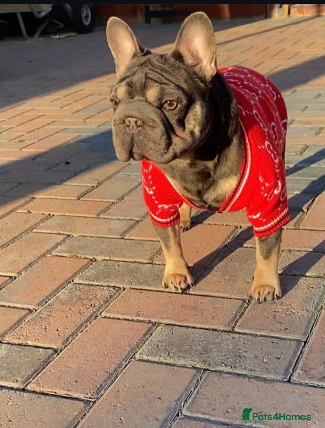 French Bulldog dogs for sale: Luxury full fluffy French bulldog  - Image 10