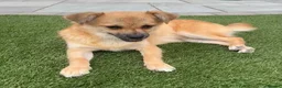 Mixed Breed dogs for adoption: Meet Little Johnny in Cleethorpes - Advert 4