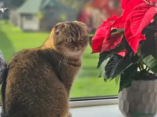 Scottish Fold cats Beloved Female Scottish Fold Mimi - Advert 4