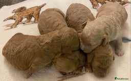 Cavapoo dogs for sale: Gorgeous Teddybear Cavapoo Puppies health checked  - Advert 13