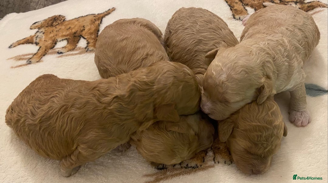 Cavapoo dogs for sale: Gorgeous Teddybear Cavapoo Puppies health checked  - Advert 13