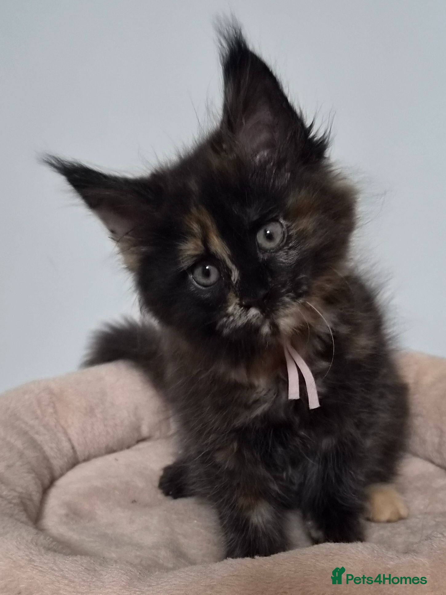 Maine Coon cats TICA REGISTERED MAINE COONS - Advert 2