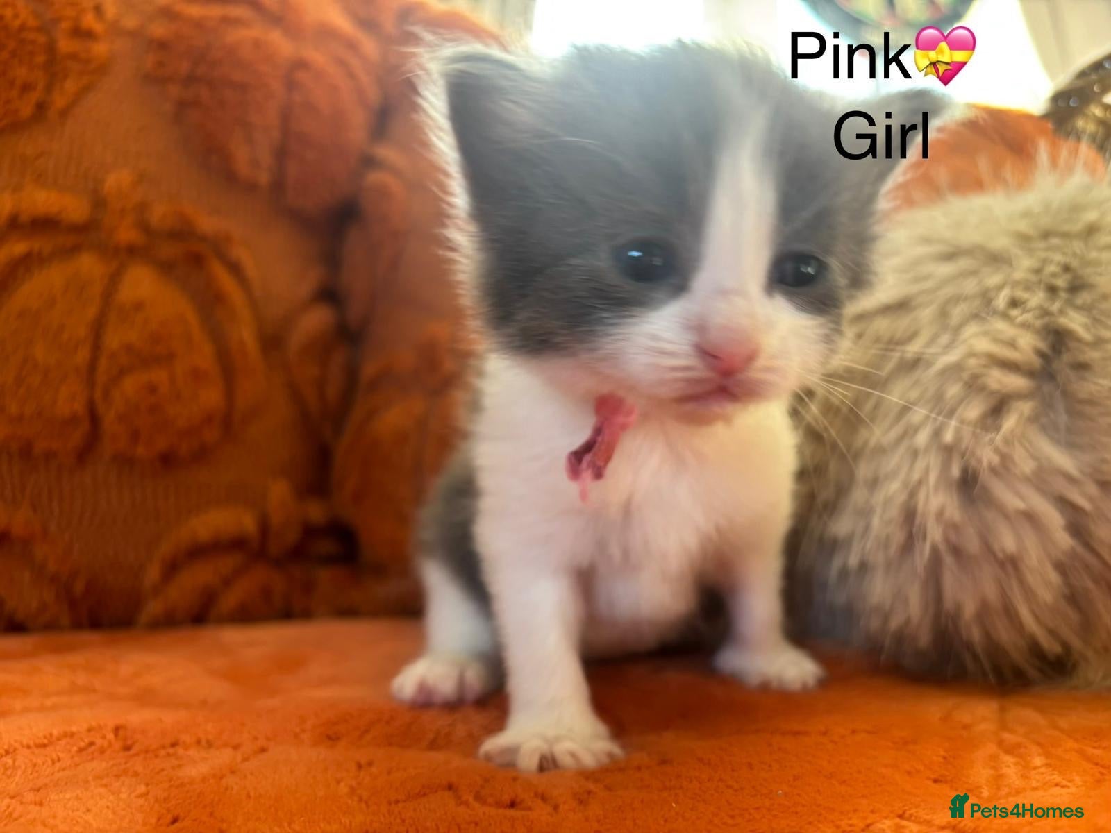 Ragdoll cats Ragdoll x BSH kittens  - Advert 11