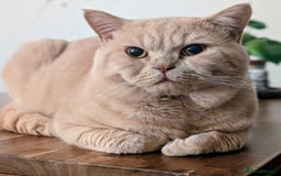 British Shorthair cats for sale: British Short hair Kittens - Image 2