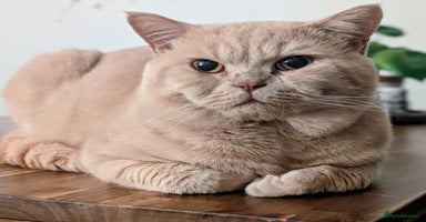 British Shorthair cats - Advert 8