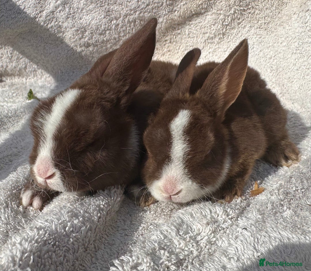 Mini Lop rabbits for sale: Two baby girls left!  - Image 6