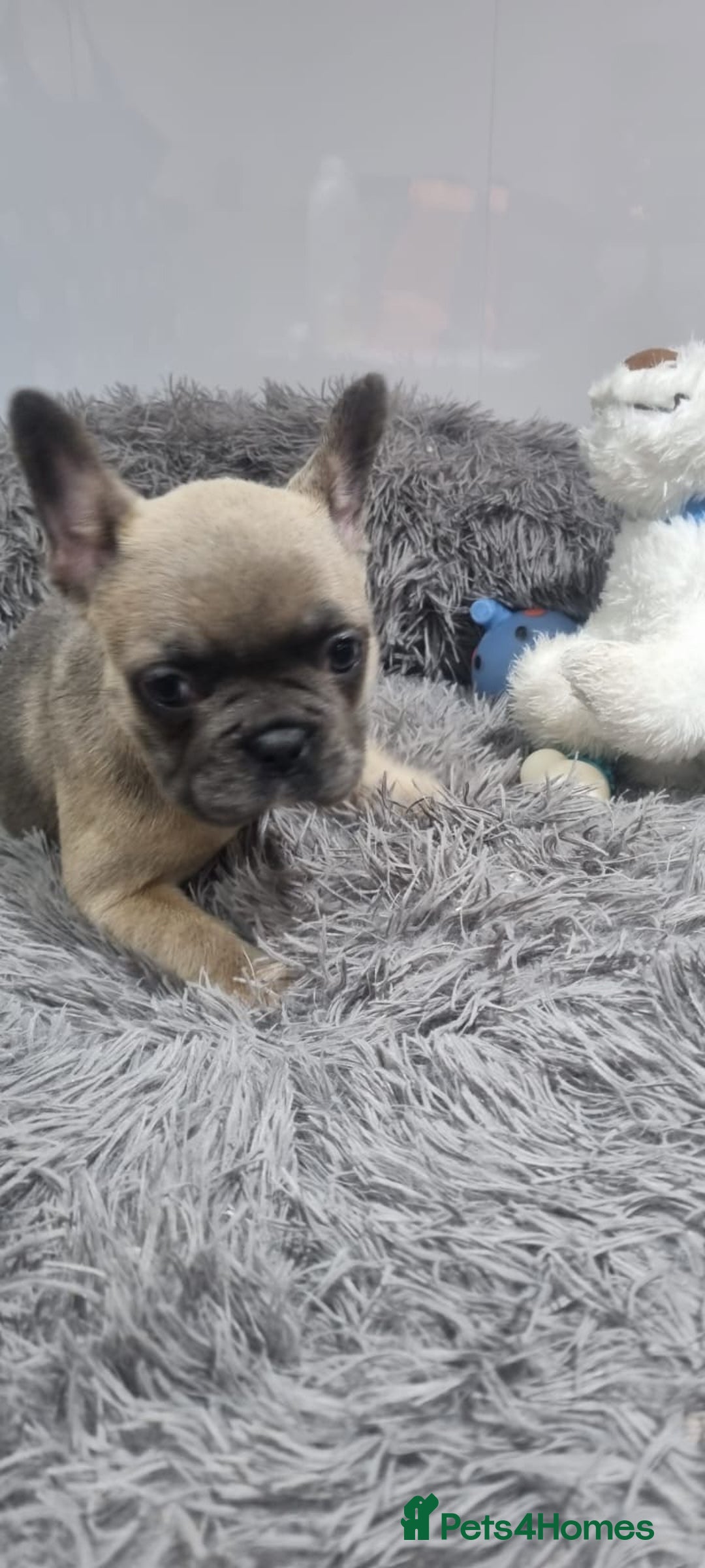 French Bulldog dogs for sale: 1 GORGEOUS FRENCHIE - Advert 1