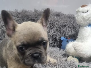 French Bulldog dogs 1 GORGEOUS FRENCHIE - Advert 1