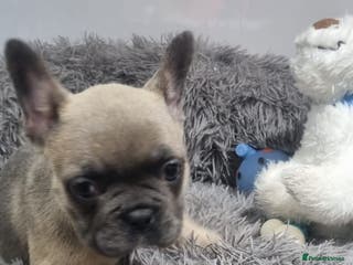 French Bulldog dogs 1 GORGEOUS FRENCHIE - Advert 12