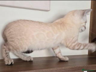 Bengal cats Tica registered Snow Bengal Boys - Advert 10