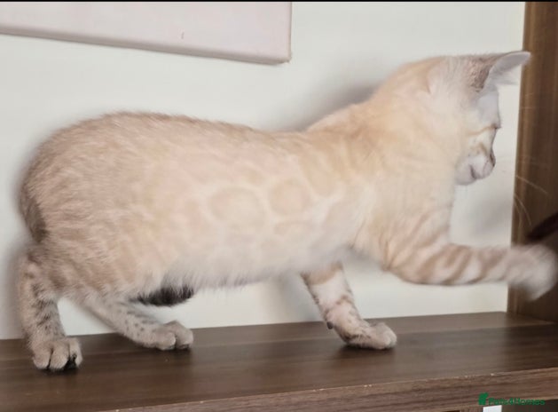 Bengal cats Tica registered Snow Bengal Boys - Advert 1