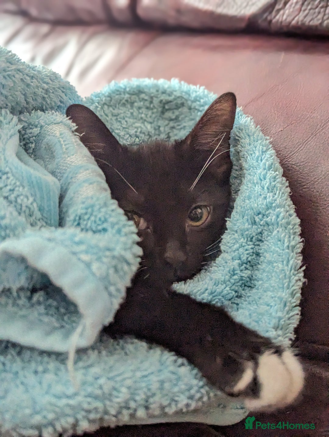 Mixed Breed cats for sale: Kitten Beau  - Image 1