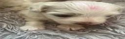 Maltese dogs for sale: Maltese puppy (girl) in Northolt - Advert 4