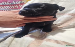 Mixed Breed dogs for sale: Patterdale/ fell terriers/ lakeland  - Image 10