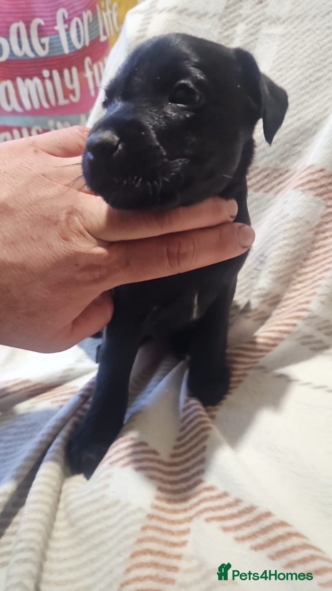 Mixed Breed dogs for sale: Patterdale/ fell terriers/ lakeland  - Image 10