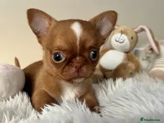 Chihuahua dogs Xx Quality Thai/Russian chihuahuas Xx - Advert 1