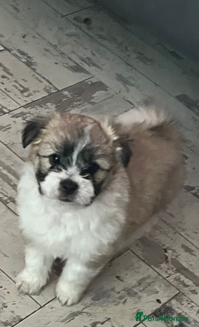 Mixed Breed dogs POMCHI X BABIES  - Advert 10