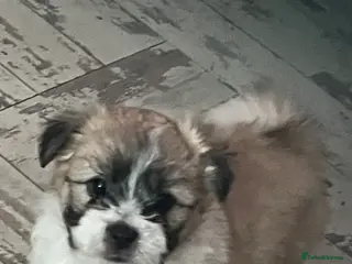 Mixed Breed dogs POMCHI X BABIES - Advert 7