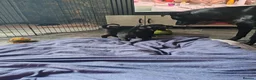 Borador dogs for sale: 2 10 week old Collie Labradour cross girls - Advert 25