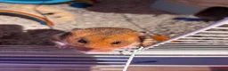 Hamster rodents for sale: Lovely friendly female Syrian hamster  - Advert 12