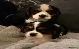 Cavalier King Charles Spaniel dogs for sale: Cavalier Pups  - Image 2