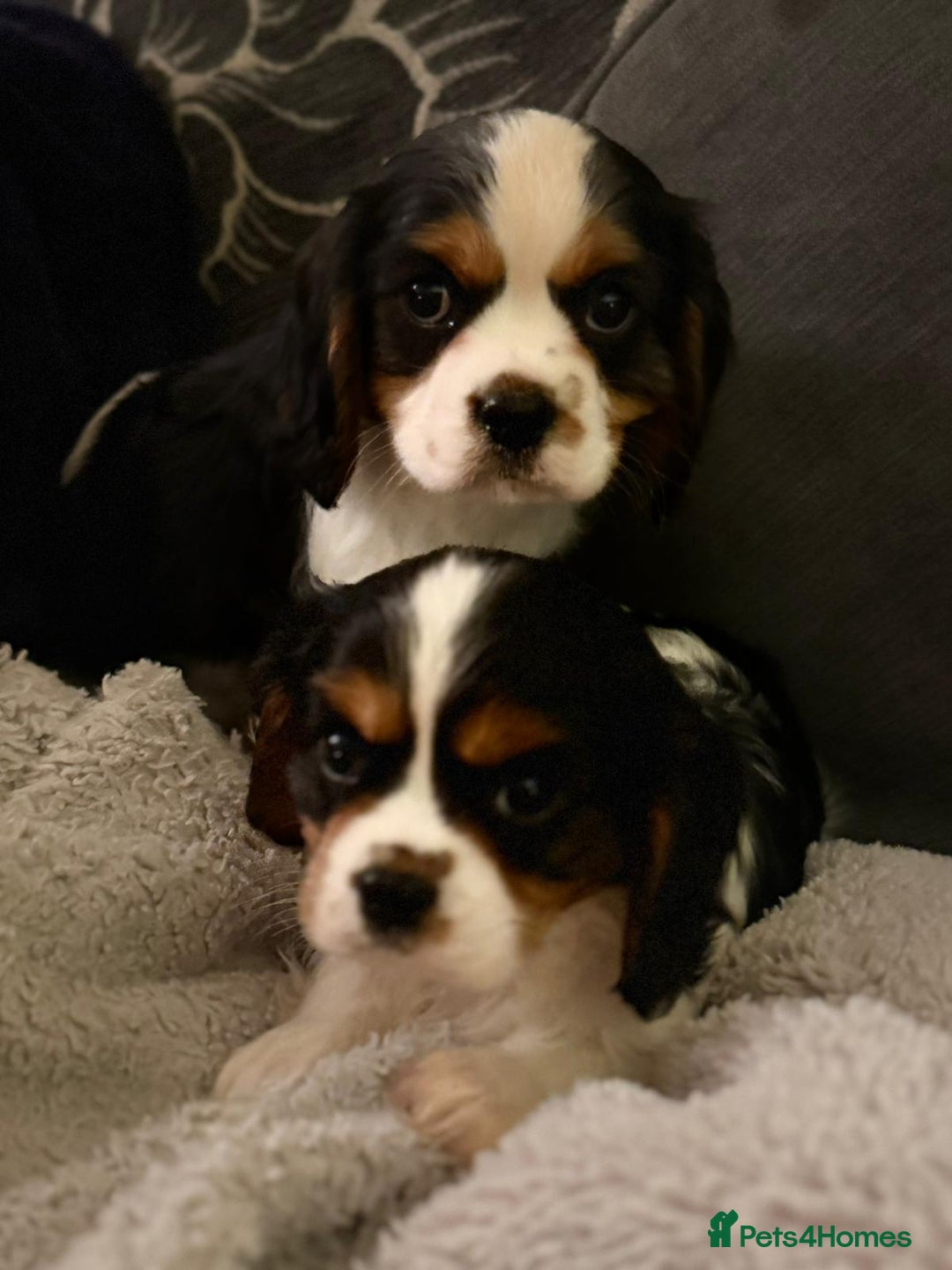 Cavalier King Charles Spaniel dogs for sale: Cavalier Pups  - Image 2