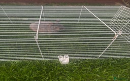 Mini Lop rabbits for sale: Small rabit  - Image 1