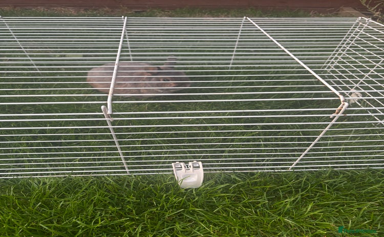 Mini Lop rabbits - Advert 1