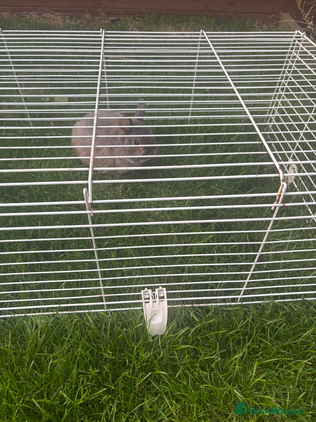 Mini Lop rabbits for sale: Small rabit  - Image 1