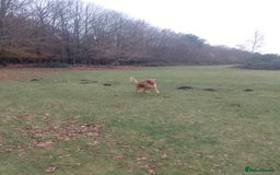 Golden Retriever dogs for stud: Golden Retriver Red/Dark Stud Dog - Image 16
