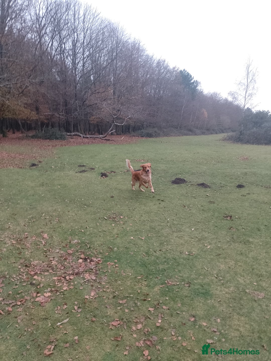 Golden Retriever dogs for stud: Golden Retriver Red/Dark Stud Dog - Image 16