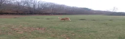 Golden Retriever dogs for stud: Golden Retriver Red/Dark Stud Dog in Southampton - Advert 16