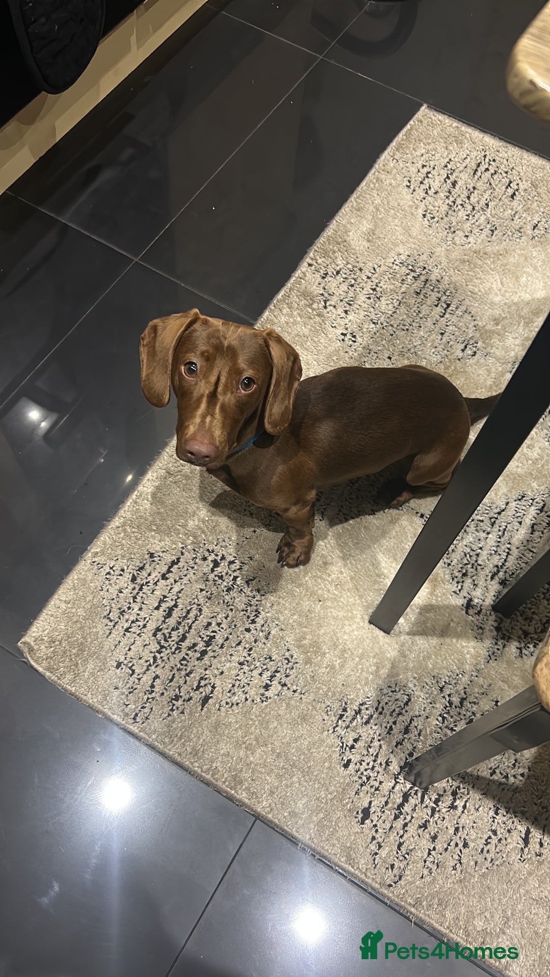 Dachshund dogs for sale: Dachshund  - Image 3