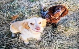 Cocker Spaniel dogs for sale: Chocolate roan working cocker spaniel puppies  - Image 2