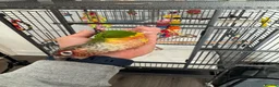 Conures birds for sale: Red factor, yellow sided pineapple conure - Advert 20