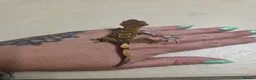 Gecko reptiles for sale: Crested & leopard gecko babies - Advert 15