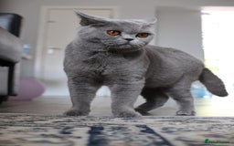 British Shorthair cats for sale: GCCF champ bloodlines Bsh - Image 27