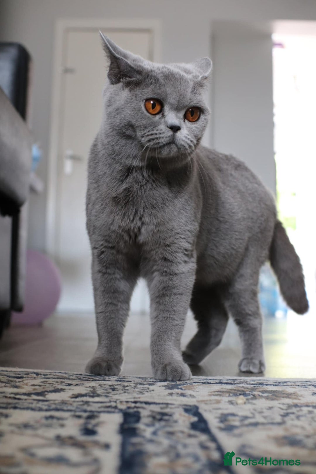 British Shorthair cats for sale: GCCF champ bloodlines Bsh - Image 27