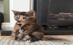 British Longhair cats for sale: Longhair & Shorthair Kittens - Image 21