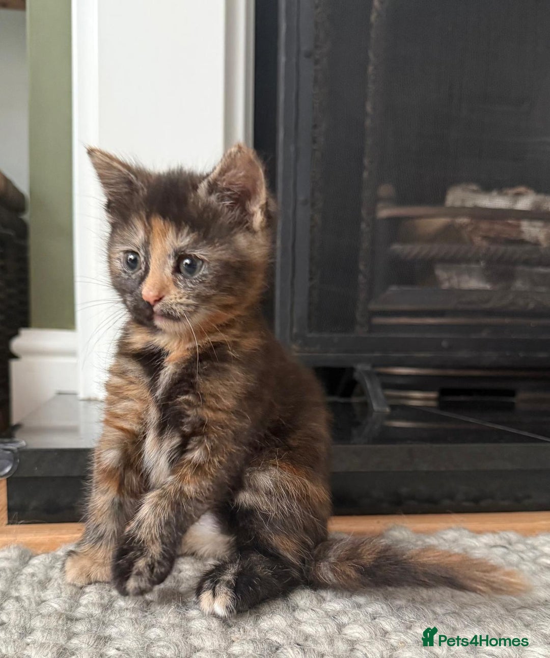 British Longhair cats for sale: Longhair & Shorthair Kittens - Image 21