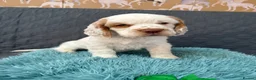 Clumber Spaniel dogs for sale: Kc Registered Clumber Spaniels - Advert 3
