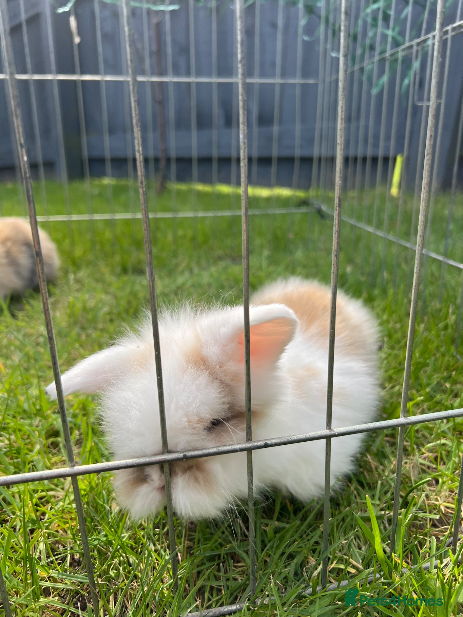 Mini Lion Lop rabbits Mini lion lop babies - Advert 1