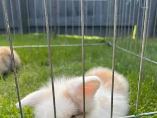 Mini Lion Lop rabbits Mini lion lop babies - Advert 3