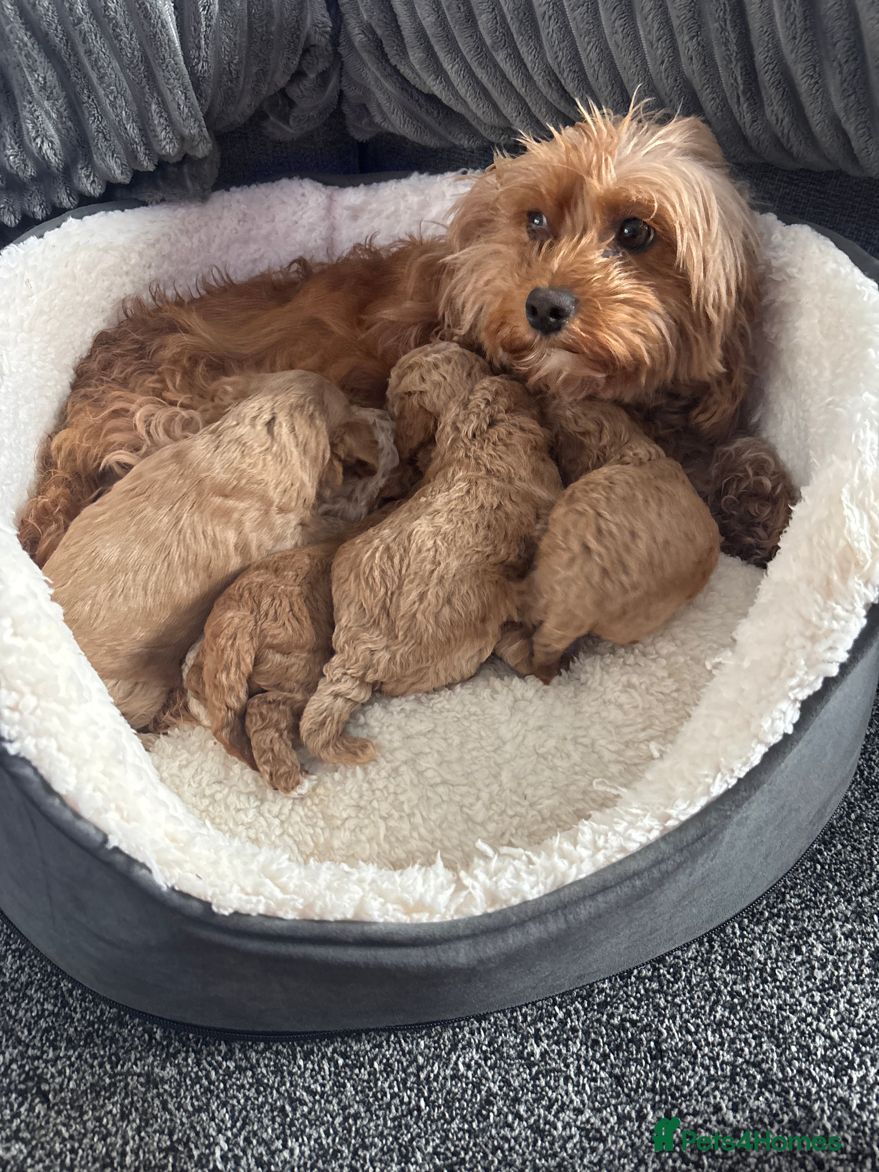 Cavapoo dogs Beautiful F1B Teddy Toy cavapoos  - Advert 2