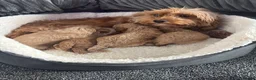 Cavapoo dogs for sale: Beautiful F1B Teddy Toy cavapoos  - Advert 2