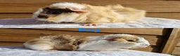Guinea Pig rodents for sale: 3 Male baby guinea pigs - Ready to leave now - Advert 5