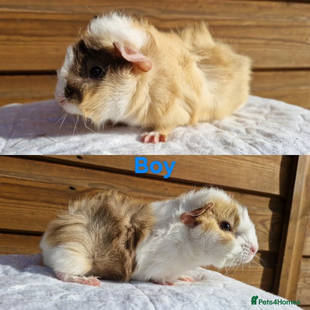 Guinea Pig rodents for sale: 3 Male baby guinea pigs - Ready to leave now - Advert 5